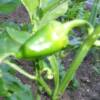 oh yeah, peppers are year round on Joe's Farm
